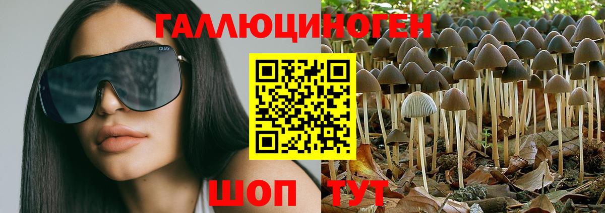 Галлюциногенные грибы Psilocybine cubensis Ноябрьск